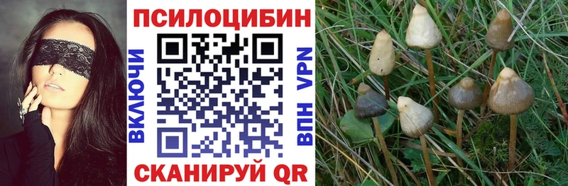 Псилоцибиновые грибы Cubensis  blacksprut как зайти  Алапаевск 